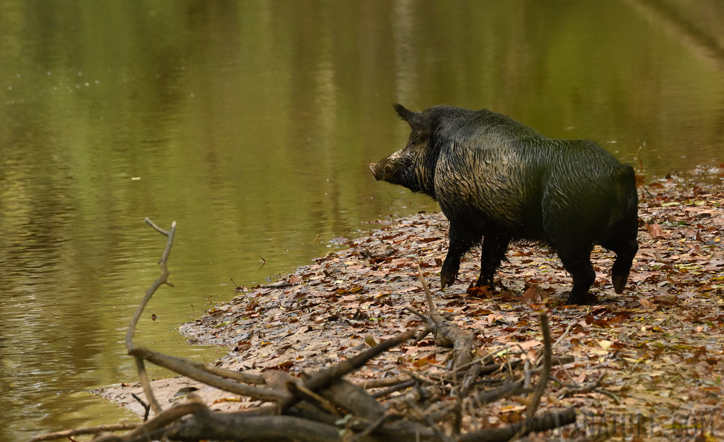 Sus scrofa domesticus [400 mm, 1/400 sec at f / 7.1, ISO 4000]